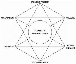 hexaflex