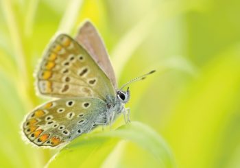 Méditation du papillon