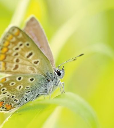 La méditation du papillon | pleine conscience et acceptation