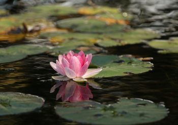 meditation lotus