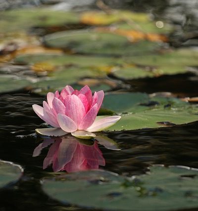 « Adoucir, Attendrir, Accueillir » – La méditation des 3 « A »