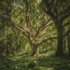 Ecothérapie : emmener les patients en pleine nature