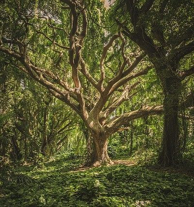 Ecothérapie : emmener les patients en pleine nature