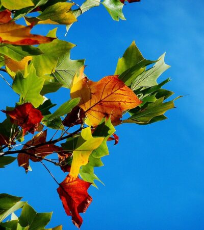 Ecothérapie – trois méditations d’automne