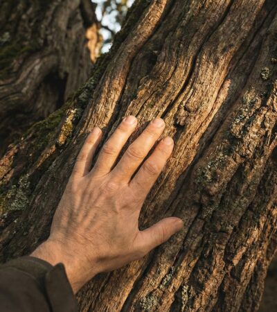 Dans la forêt un grand chêne… De l’empathie sensorimotrice