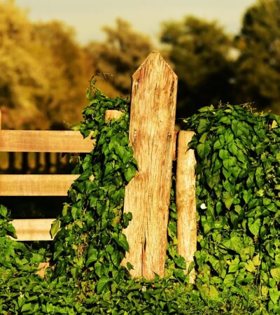 L’art du seuil : Architecture invisible de l’espace thérapeutique en nature